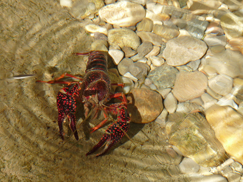 Procambarus clarkii